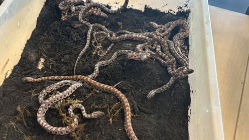 Ronaldo is believed to be a male and had no contact with other snakes for at least nine years