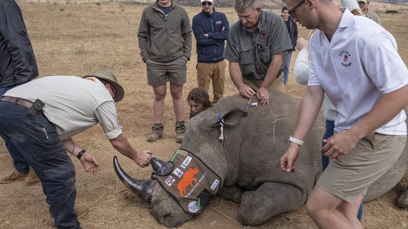 A sedated rhinoceros lies unconscious after radioactive material was carefully implanted into its horn