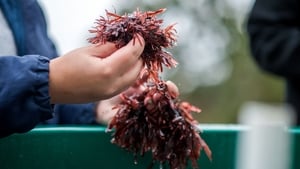 Maidhc Ó Curraoin. show image