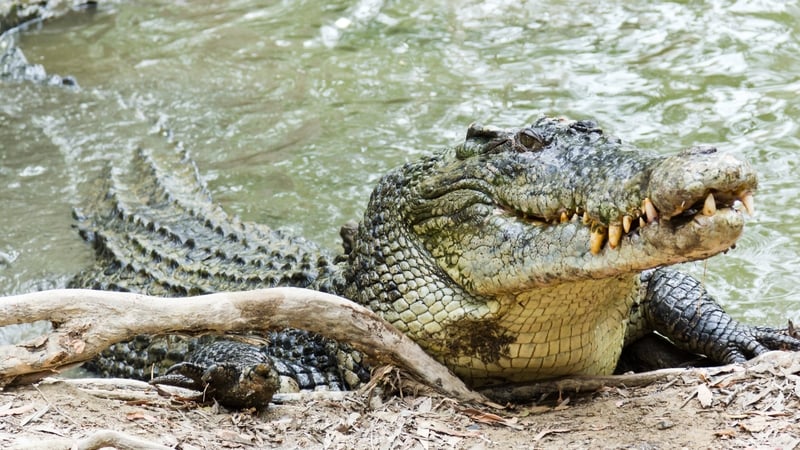 Crocodile attacks are rare but not unheard of in Australia's sparsely populated Northern Territory (File photo)