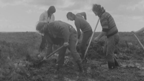 Conservation work, Ballynamona Bog (1974)
