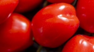 Tomato Season show image
