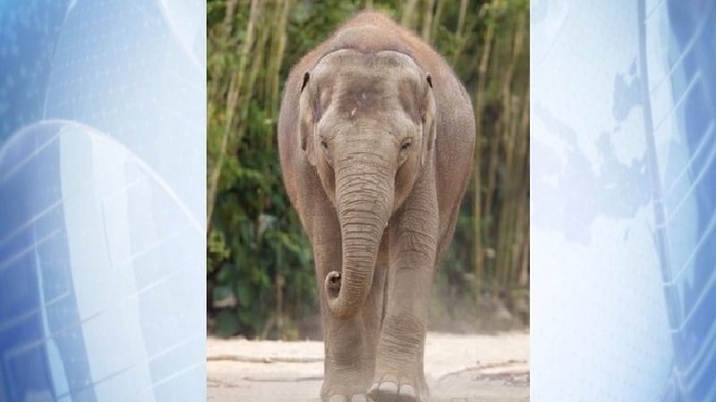 Dublin Zoo said Zinda died due to Elephant Endotheliotropic Herpesvirus