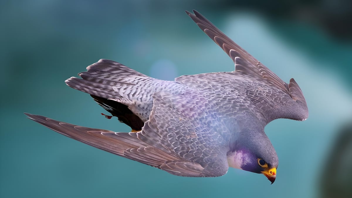 Keeping tabs on the world’s fastest creature . . . in Cobh