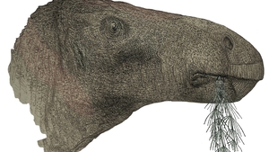 Complete dinosaur bones found in “fossil hunters paradise” of Isle of Wight