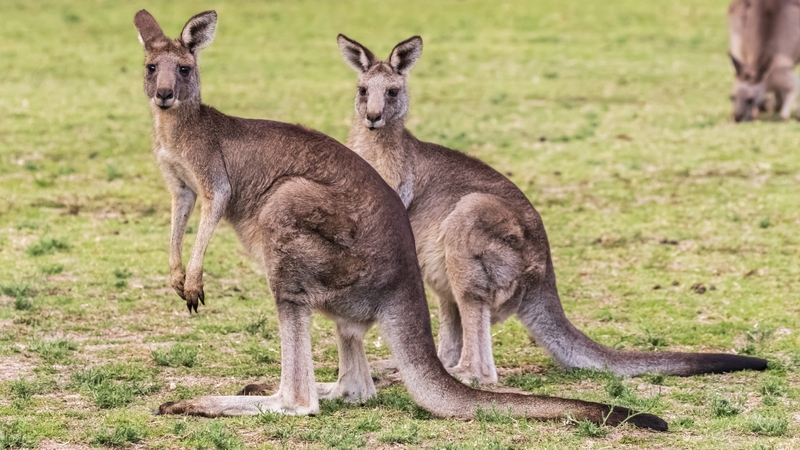 Kangaroos can be shot and killed in most jurisdictions but government permission is needed (File image)