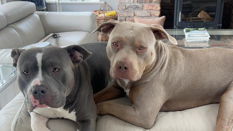 XL bully owner Ellea McGovern said the dog's temperament is a product of how they are treated (Pic: Ellea McGovern)
