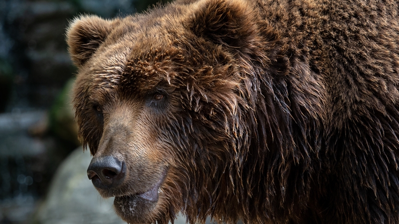 A 19-year-old hiker was killed by a brown bear last week, prompting an emergency session of Romania's parliament