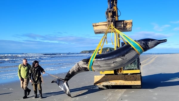 The rare spade-toothed whale taken ashore after beaching in the Otago region of New Zealand