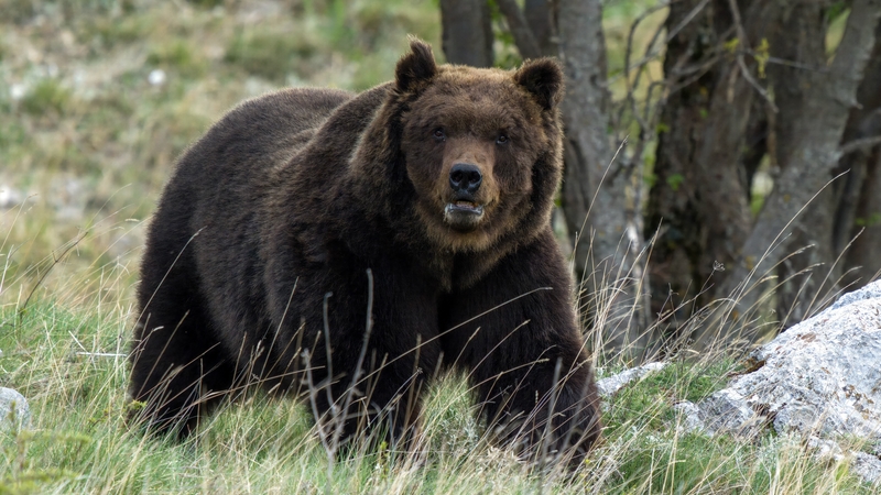 There are around 100 brown bears in the Trento region, officials say