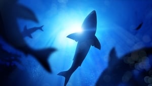 Filmmaker Ken O'Sullivan on researching sharks on the Irish coast show image