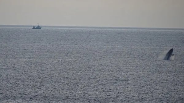 Pádraig Whooley said there is only a 'remnant population' of the North Atlantic Right Whale left (Pic: Franca Van Der Veer)
