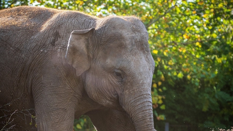 Samiya is the fourth elephant to test positive for EEHV (Pic: Dublin Zoo)