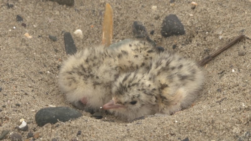 The rare and threatened Little Tern comes to Ireland from west Africa