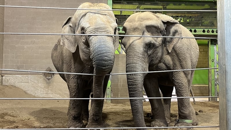 Yhetto and Dhunja are being moved to a zoo in the Netherlands that specialises in treating older elephants, basically a nursing and retirement home