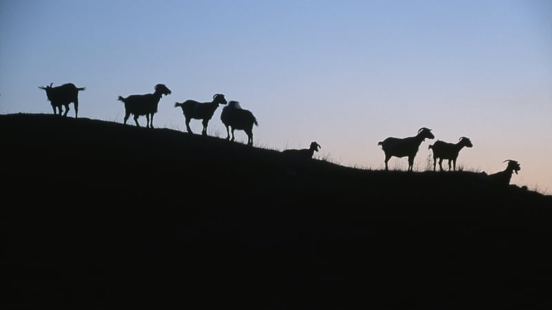 A herd of goats on a hillside in Zagoria, Greece (file image)