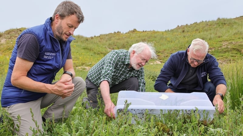 The toadlets were released into the dunes at Inch peninsula in Dingle, Co Kerry