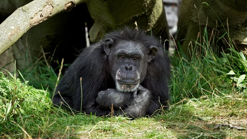 Betty was the longest-standing resident at Dublin Zoo - where she had been since 1964