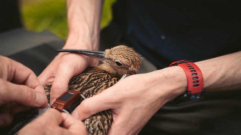 Some of the fledgling curlews will wear a leg tag so their progress can be tracked