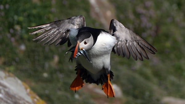 It is believed the puffin population on the Saltee Islands is rising after years of decline