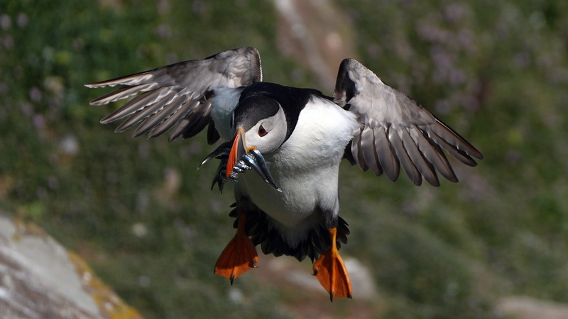 It is believed the puffin population on the Saltee Islands is rising after years of decline