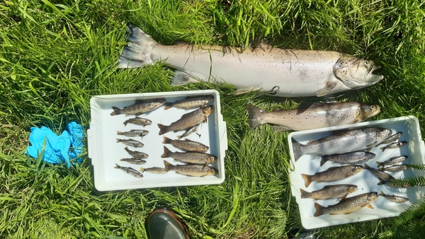 Dead fish were observed in a 3km stretch of the river near Coats Bridge, downstream from Aughrim village