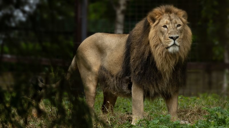 Kushanu is an Asian lion of which there are only 500-600 left in the wild