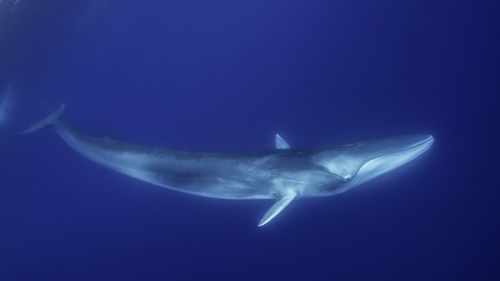 Japan added fin whales to a catch list that already includes minke, Bryde's and sei whales (Stock image)
