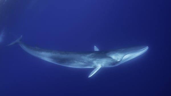 Japan added fin whales to a catch list that already includes minke, Bryde's and sei whales (Stock image)