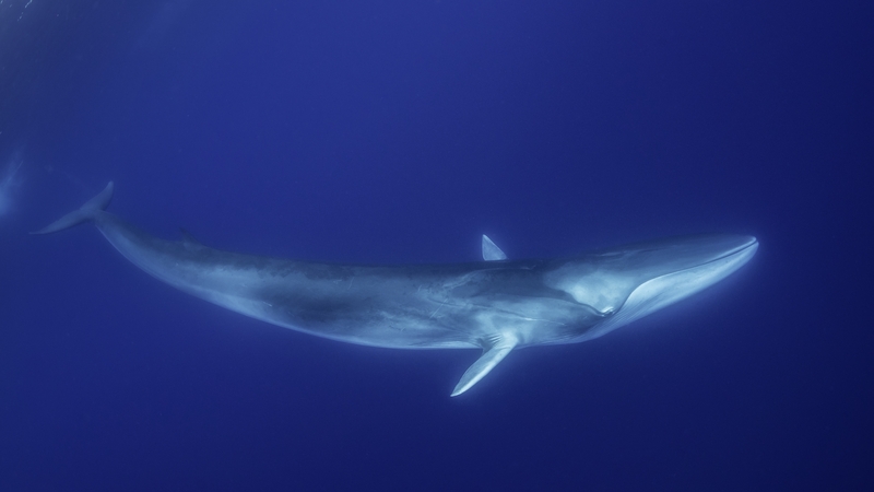 Japan added fin whales to a catch list that already includes minke, Bryde's and sei whales (Stock image)