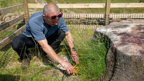 Eight new shoots have appeared next to the stump of the illegally felled Sycamore Gap tree
