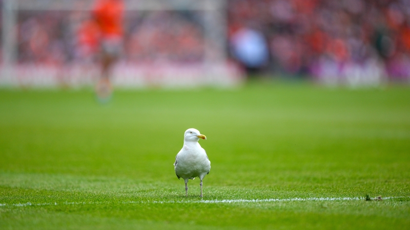 The gull who was removed from the pitch after 24 minutes of the match