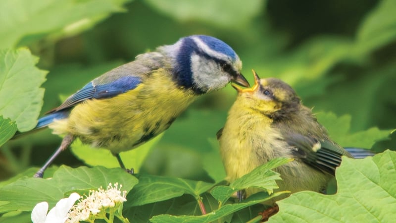 Mama Meantán Gorm ag cothú an t-ógánach. [Pic: Mossy Donegan]
