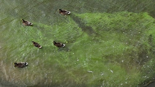 Ducks swimming though Blue Green Algae concentrations on the shores of Lough Neagh in Co Antrim