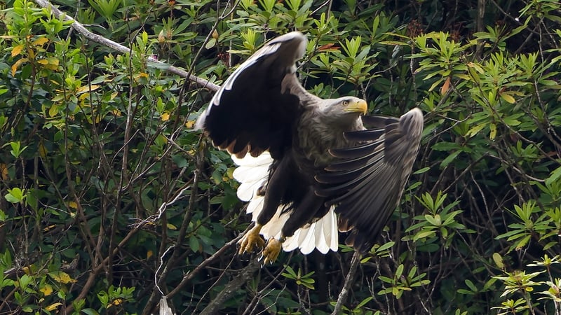 One of the resident Adult White Tailed Eagle pair, on the search for food, on Lough Lein (Pic: Valerie O'Sullivan)