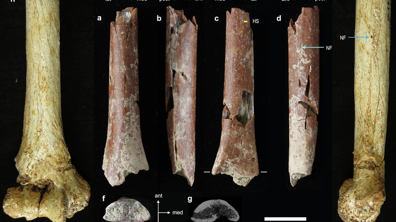 The fragments date to about 700,000 years ago (Credit: Nature Communications)