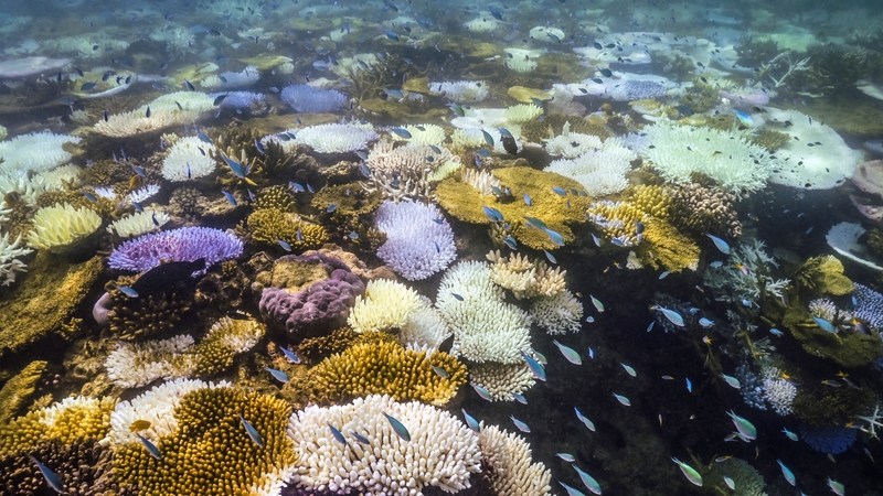 Fish swimming near bleached and dead coral around Lizard Island on the Great Barrier Reef