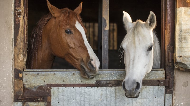 It was previously thought that model-based learning was too complex for horses because they have an underdeveloped pre-frontal cortex (Stock image)