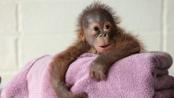 Sibu Junior was born in Dublin Zoo, however, his mother, Mujur, had trouble bonding with her baby