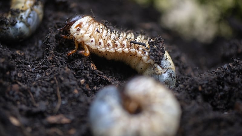 Larvae of the enormous rhinoceros beetle eat through piles of organic waste that would otherwise end up in polluting landfills