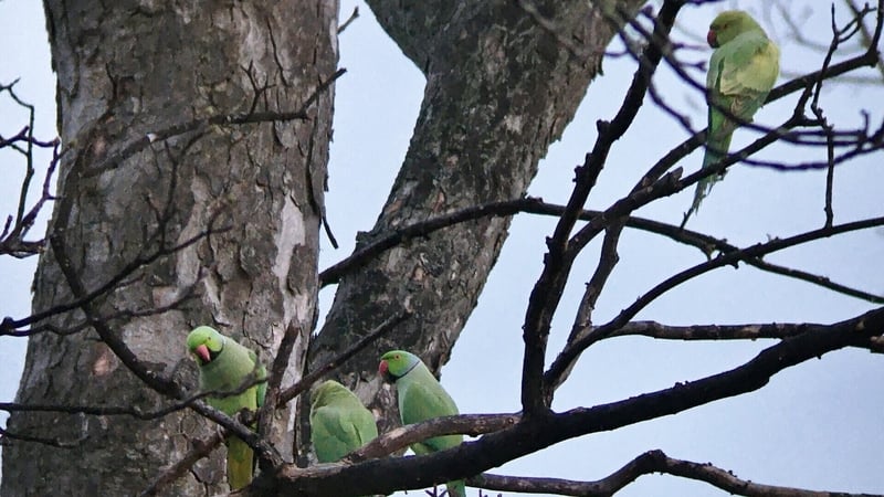 The parakeets are mainly concentrated around the Drumcondra and Fairview areas
