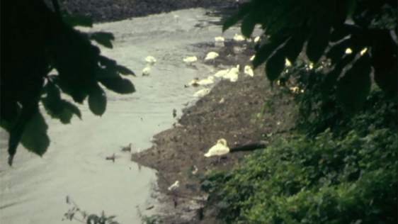 Swans on the River Lee in Cork, 1979.