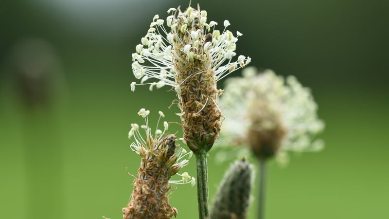 An Slánlus. Leigheas an-éifeachtach do gach saghas cealg.