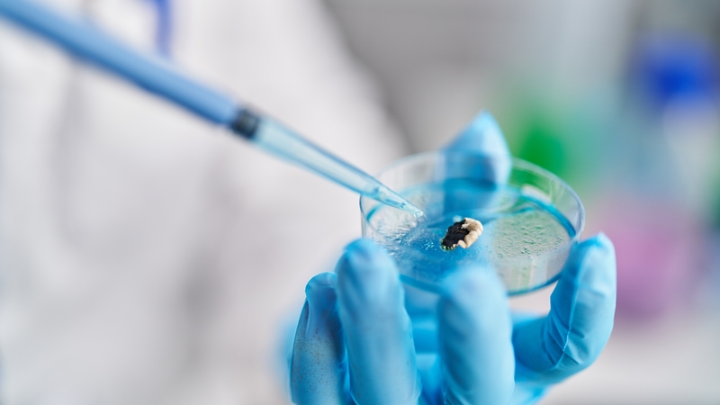 'Many insect models are currently available, but the use of larvae of the wax moth, Galleria mellonella, has been found to be most advantageous'. Photo: Getty Images