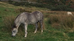 Eugene Finnerty bainisteoir Pháirc Náisiúnta Chonamara, an t-oifigeach riaracháin Olga Baleava & Máirtín O Malley, oibrí ginearálta. show image