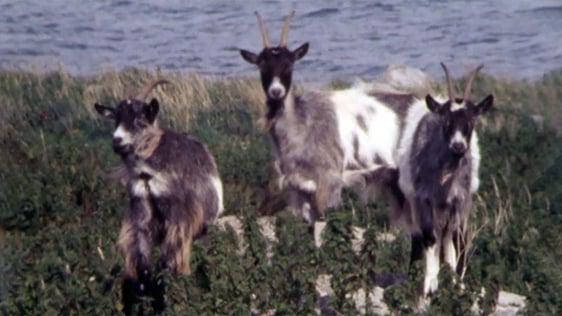 Wild goats on Dalkey Island in County Dublin, 1979.