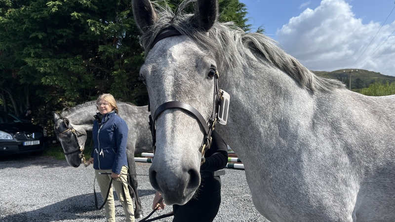 The 99th Connemara Pony Show is taking place in Clifden, with a record number of entrants