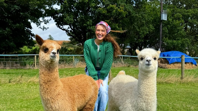 K2alpacas