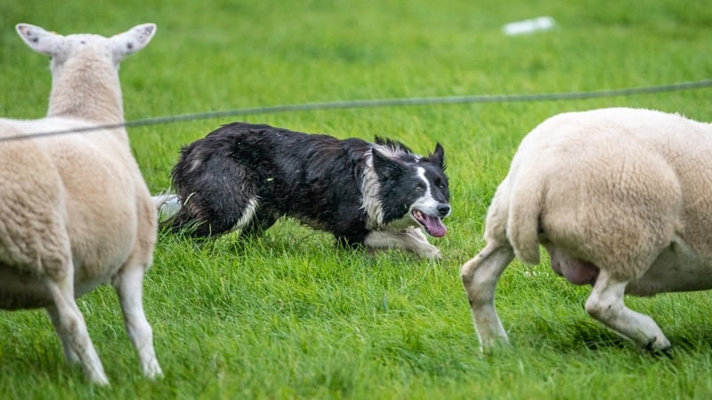 The event sees 150 sheep dogs and their handlers compete for a chance to represent Ireland at the International Sheep Dog Trials in Scotland next month
