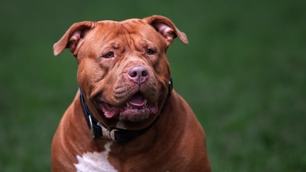 A ban on XL bully-type dogs is set to be introduced in February (Stock image)